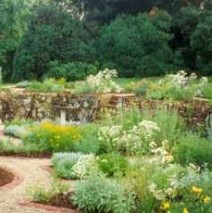 Herb garden profusion